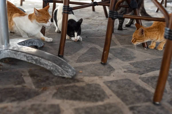 Outdoor survival. Hungry cats fight for food. One of they is winner.