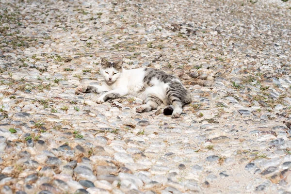 Лінивий Кіт Сонячний Літній День Кіт Лежить Скелястій Дорозі — стокове фото