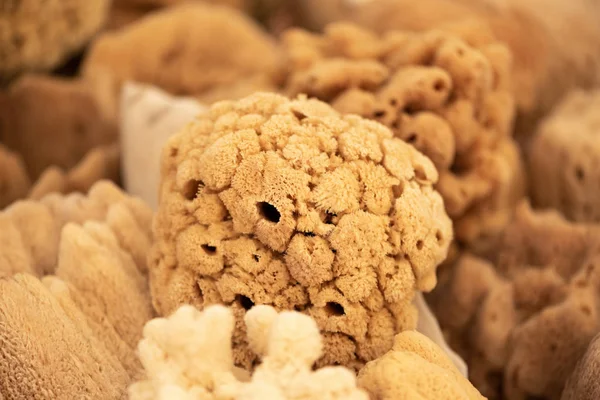 The natural sea sponges from Greece. Closeup image of silk high quality sponge.