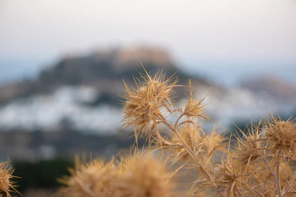 Kurutulmuş böceğin makro fotoğrafı. Antik şehir ve denizin önündeki bir gecekonduya yakın..