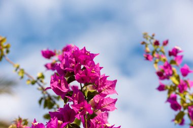 Doğada güzellik. Mavi gökyüzünün arka planında pembe çiçekler.