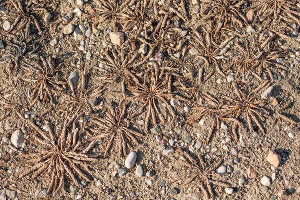 Kuru bitkiler kuru zeminde yatıyor. Güneş çimenleri ve toprağı yaktı. Desenli arkaplan. 