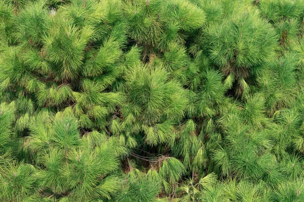 Bir ağacın yeşil dalları. Fotoğrafın doğal yakın plan çekimleri.. 