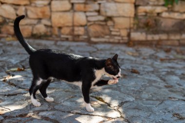 Kedi pençesini yalıyor. Siyah beyaz kedi güneşli yaz gününde kaldırımda durur..