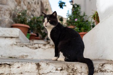 Siyah beyaz kedi beyaz merdivenlerde oturuyor. Greese ve Cat 'te geleneksel cadde.