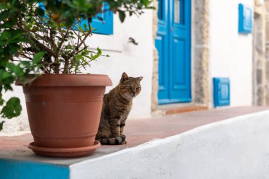 Kedi sokakta oturuyor. Yunanistan 'da geleneksel beyaz ve açık mavi ev.