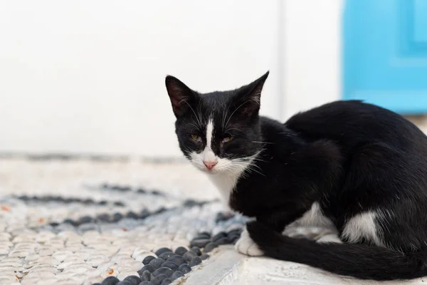 Yaşlı siyah ve beyaz kedi geleneksel çakıl taşı mozaiğine oturur. Kedi portresi. Kedi kameraya bakıyor..