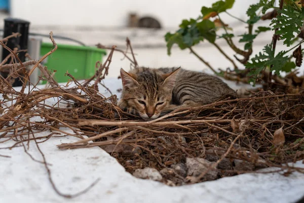 Kedi yavrusu Greese 'de sokakta uyuyor. Evcilleştirilmemiş hayvan yaşamı. 