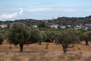 Rodos Yunanistan 'da zeytin ağaçları. Kırık Rüzgar Çiftliği ve köyün önündeki zeytin ağaçları. 
