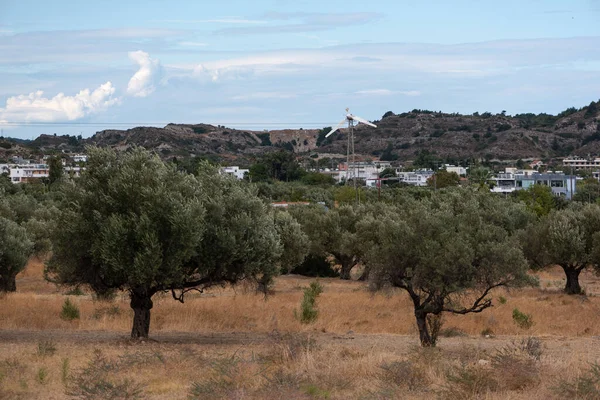 Rodos Yunanistan 'da zeytin ağaçları. Kırık Rüzgar Çiftliği ve köyün önündeki zeytin ağaçları. 