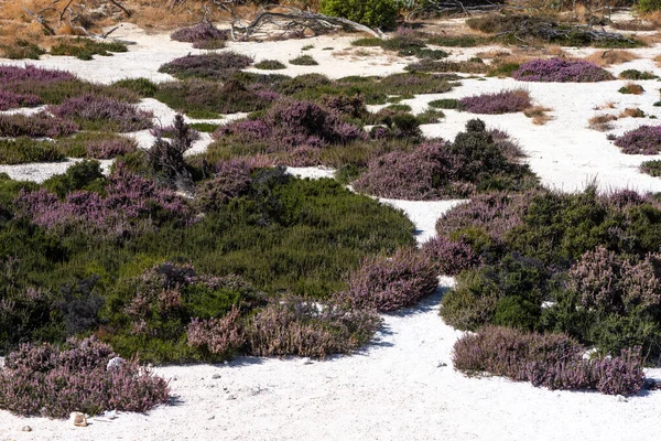 Nisyros 'taki Violet Field. Yunanistan 'daki volkanik adada güzel mor çiçekler. 