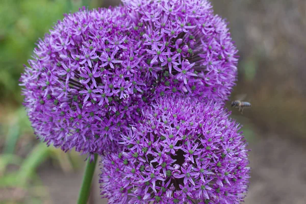 beautiful lilac flowers in the form of a ball