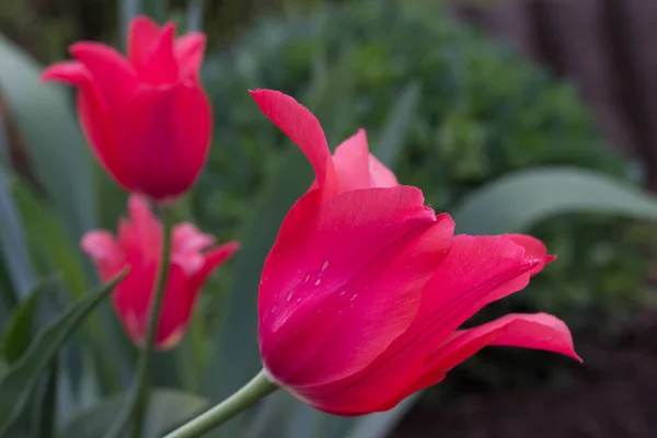 Knospe Einer Roten Tulpe Die Auf Einem Städtischen Blumenbeet Wächst — Stockfoto