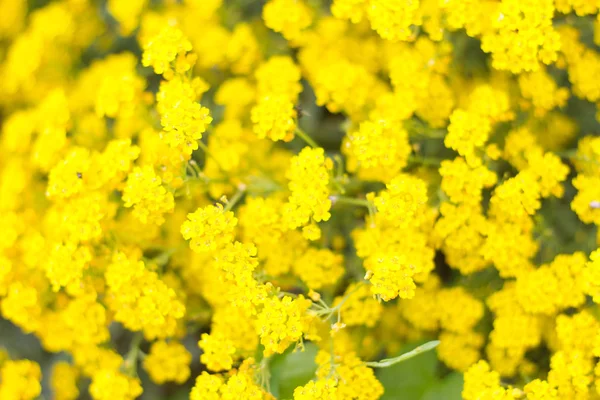 Желтые Красивые Цветы Покрывающие Лесную Поляну — стоковое фото