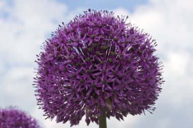 Leylak, top şeklinde yabani çiçekler.