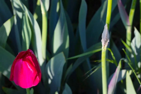Pączek Jasnoczerwonego Tulipana Miejskim Kwietniku Oświetlonym Letnim Słońcem — Zdjęcie stockowe