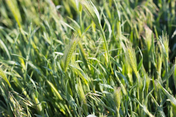 Young Green Ears Unripe Wheat Swing Summer Wind — 스톡 사진