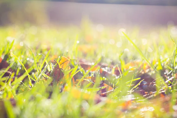 Yükselen güneşin aydınlattığı yeşil çimenler