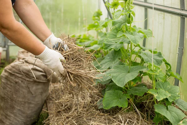 Hand houden mulchen voor komkommers — Stockfoto