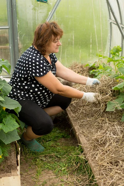 Mulching cucumber in garden — Stock Photo, Image