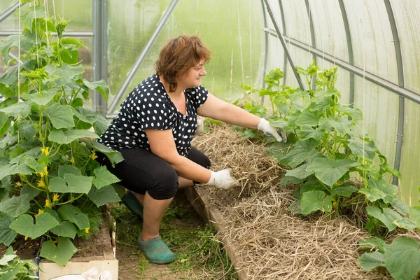 Mulching cucumber in garden — Stock Photo, Image