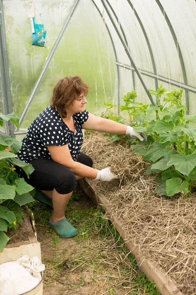 Mulching cucumber in garden — Stock Photo, Image