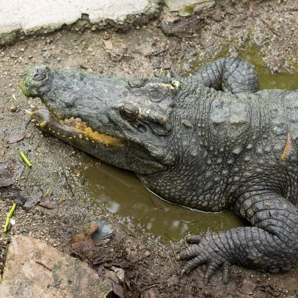 Crocodile Zoo Thailand — Stock Photo, Image