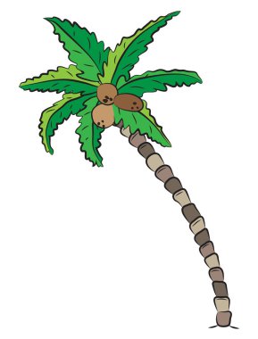 Hindistan cevizi ile bükülmüş hurma ağacı