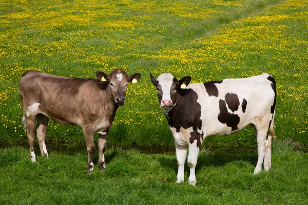 Vacas holandesas en el prado — Foto de Stock