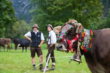 Almabtrieb in Austria