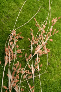 yeşil yosun ve çimen çiçek 