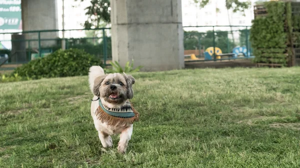 Собака в собачьем парке — стоковое фото