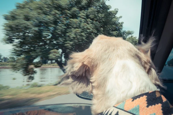 Собачье путешествие на машине — стоковое фото