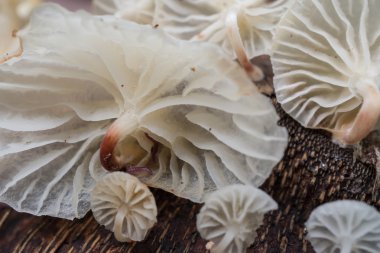 Beyaz mantarı kapat.