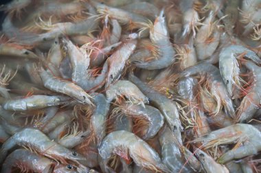 Birçok taze karides