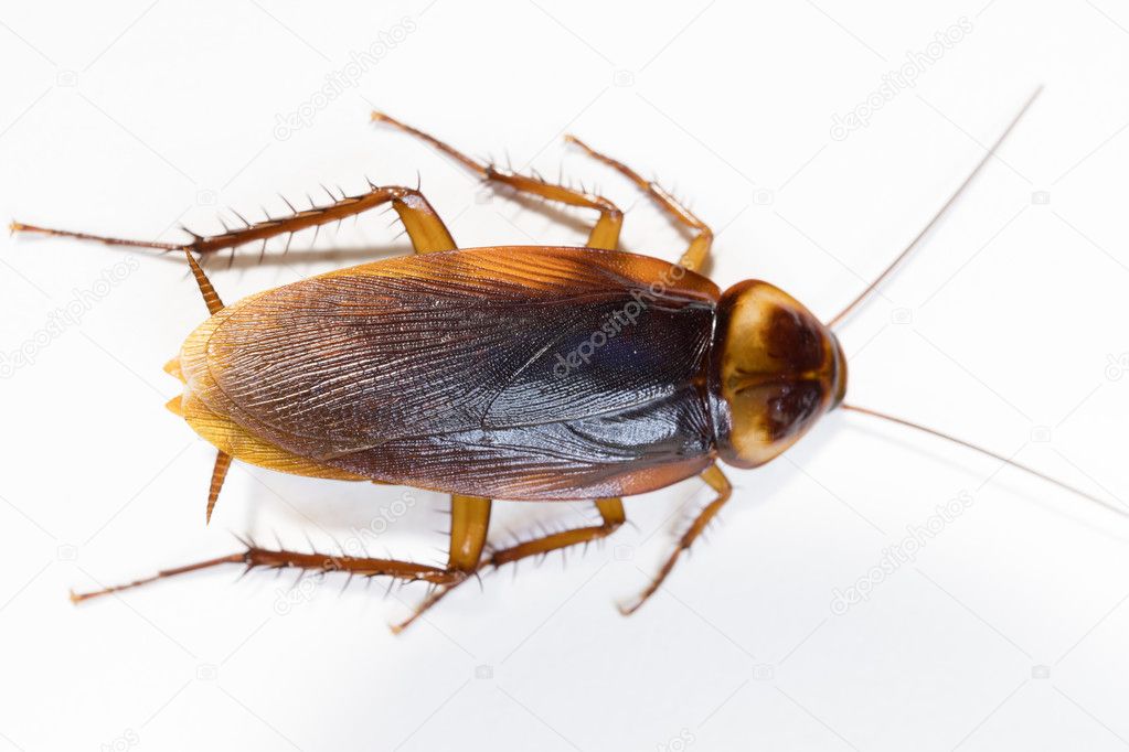Dead Cockroach isolated on white