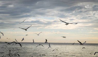 Martı kuşa Bang pu