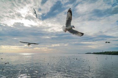 Martı kuşa Bang pu