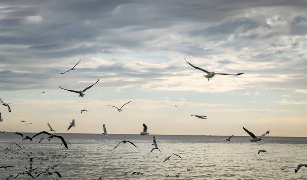 Seagull bird at Bang pu — Stock Photo, Image