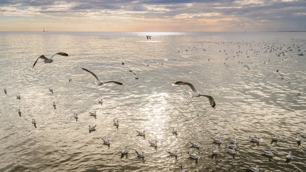 Seagull bird at Bang pu — Stock Photo, Image