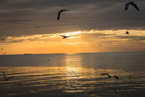 Möwenvogel bei Knall pu — Stockfoto