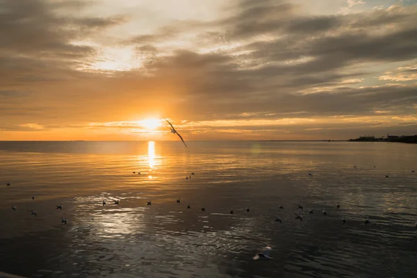 Seagull bird at Bang pu — Stock Photo, Image