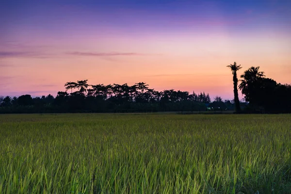 Por do sol nos campos de arroz — Fotografia de Stock