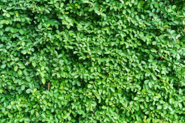 yeşil yapraklar arkaplan