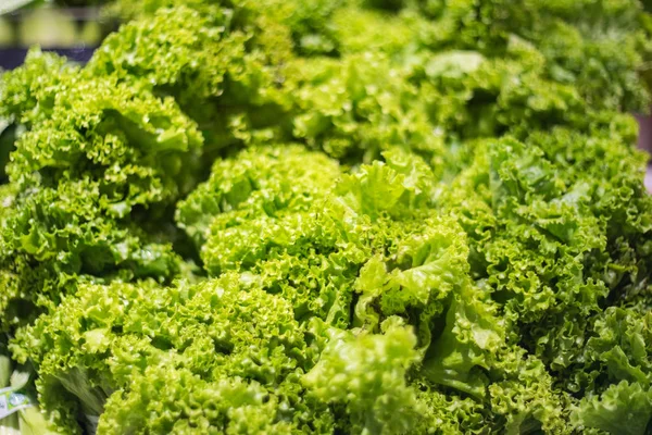 Green lettuce in market — Stock Photo, Image