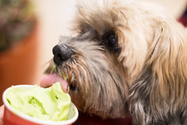 Собака ест мороженое . — стоковое фото
