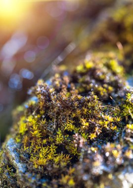 Kayanın üzerinde yeşil yosun