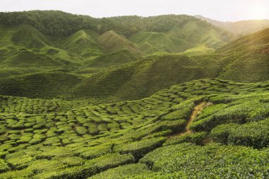 Çay plantasyon Malezya