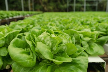 tereyağı baş sebze