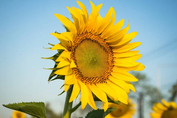 Gros plan tournesol — Photo